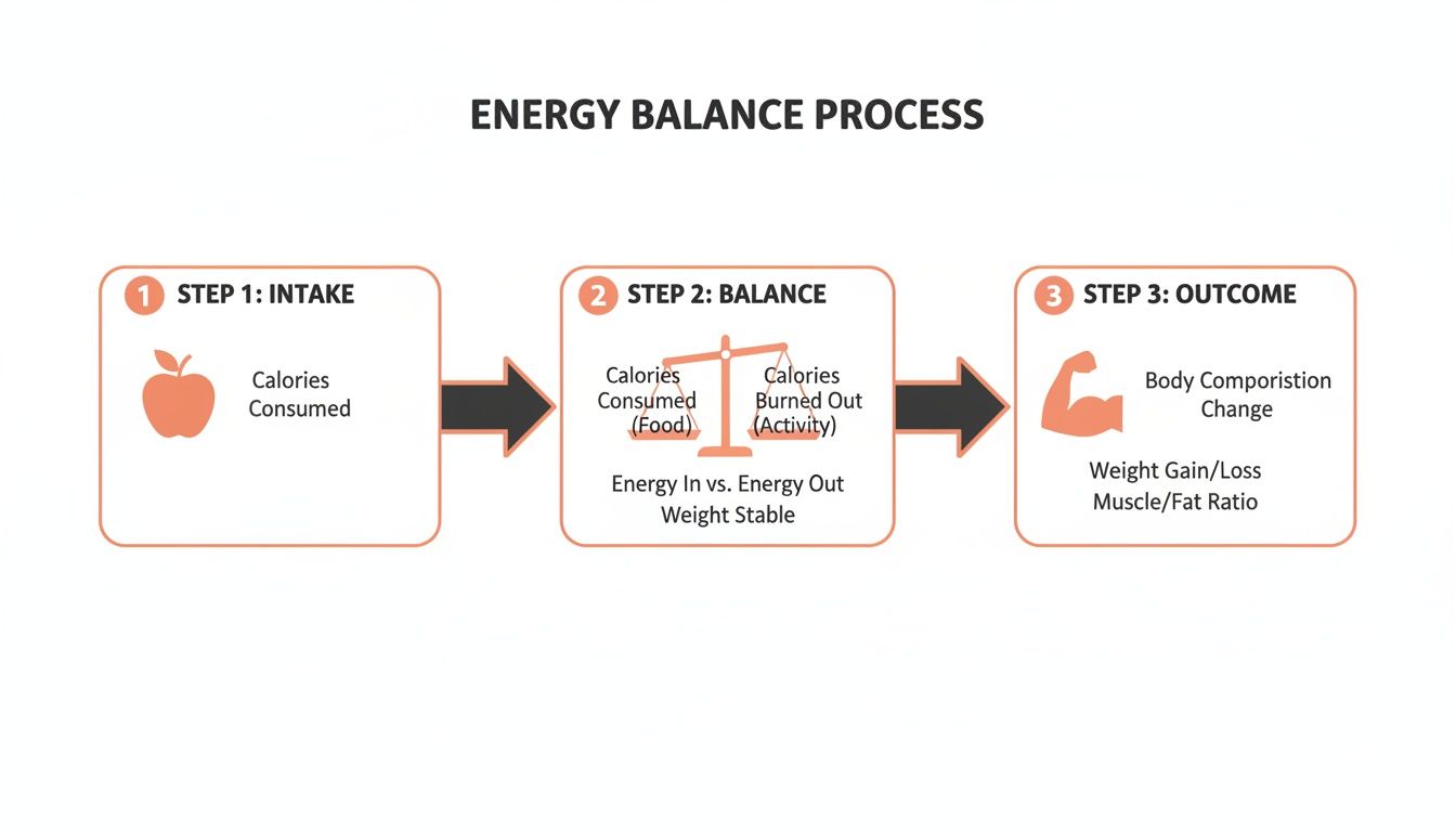 A diagram illustrating the energy balance process, from calorie intake to balance, and the resulting body composition changes.