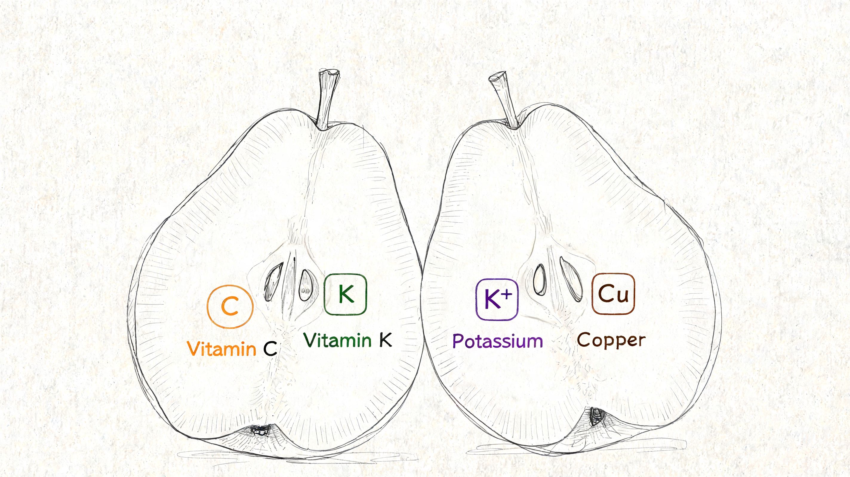 A pencil sketch of two halved pears showing key vitamins and minerals like Vitamin C, K, Potassium, and Copper.