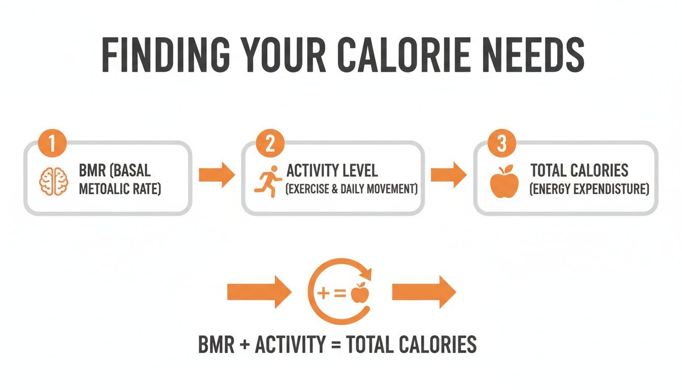 A diagram illustrating the steps to find your calorie needs: BMR + Activity Level = Total Calories.