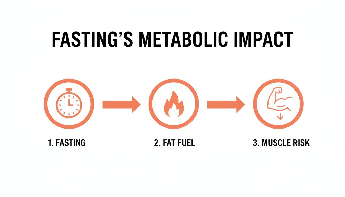 Infographic illustrating fasting's metabolic impact: from fasting to fat burning and potential muscle loss.
